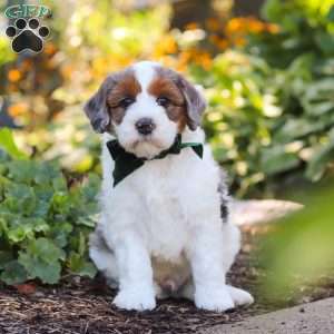 Duke, Mini Bernedoodle Puppy