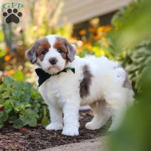 Duke, Mini Bernedoodle Puppy