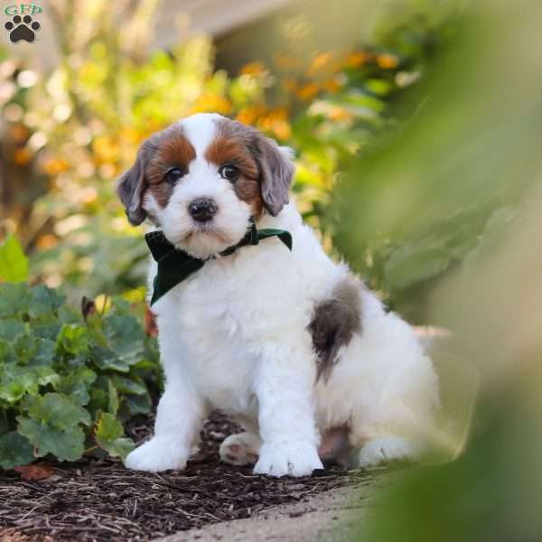 Duke, Mini Bernedoodle Puppy