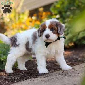 Duke, Mini Bernedoodle Puppy