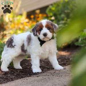 Duke, Mini Bernedoodle Puppy