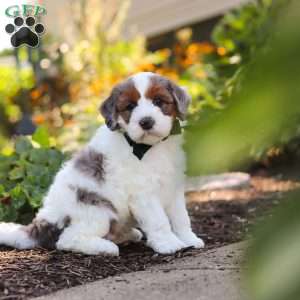 Duke, Mini Bernedoodle Puppy