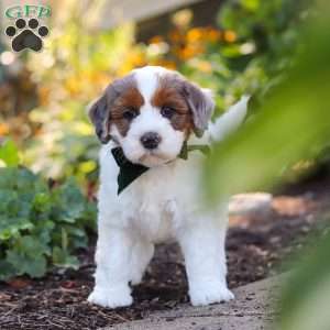 Duke, Mini Bernedoodle Puppy