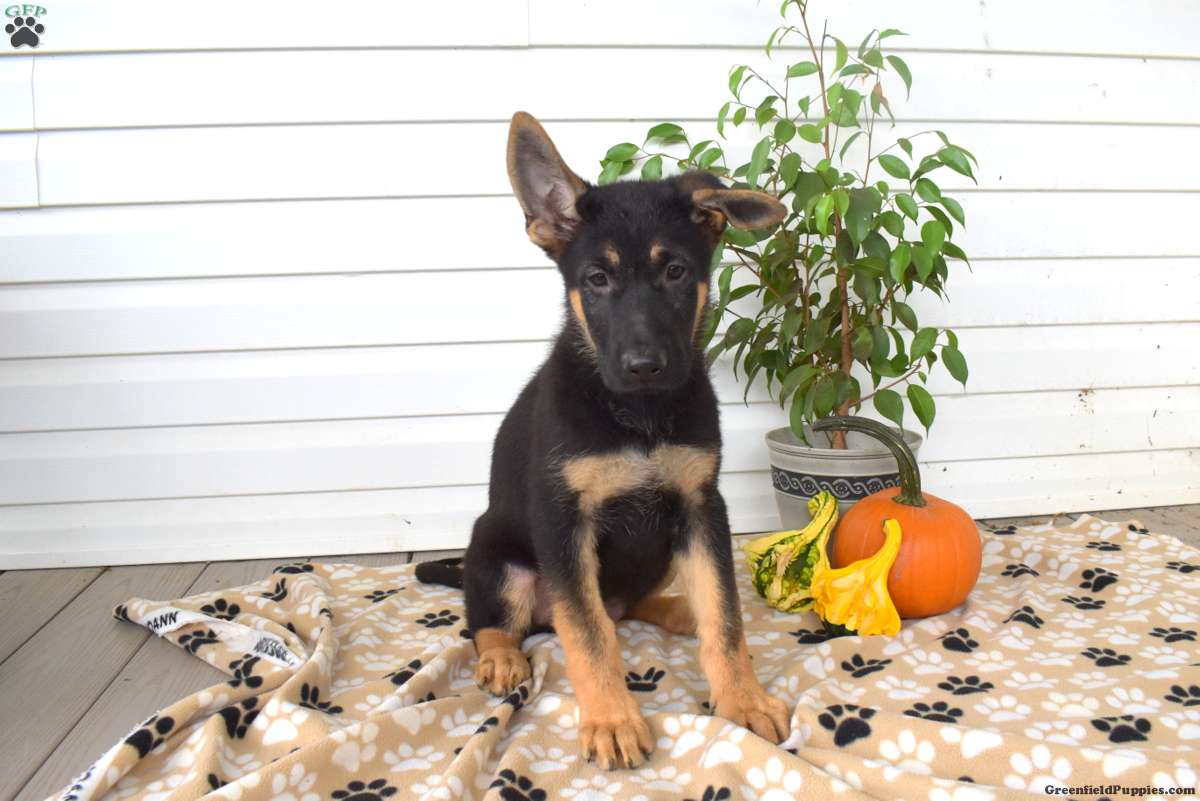 Duke, German Shepherd