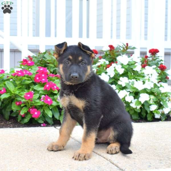 Duke, German Shepherd Puppy