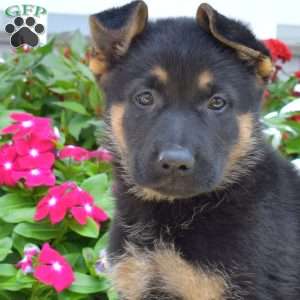 Duke, German Shepherd Puppy