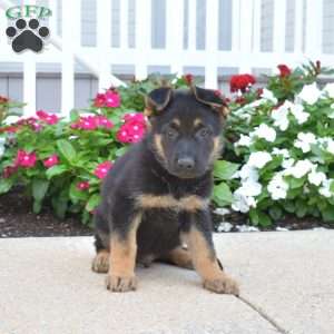 Duke, German Shepherd Puppy