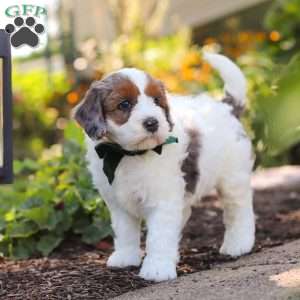 Duke, Mini Bernedoodle Puppy