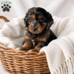 Duke, Cavapoo Puppy