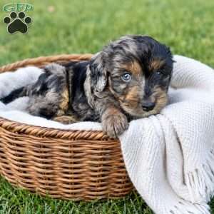 Duke, Cavapoo Puppy