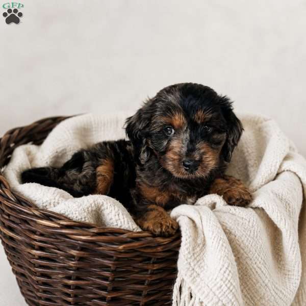 Duke, Cavapoo Puppy