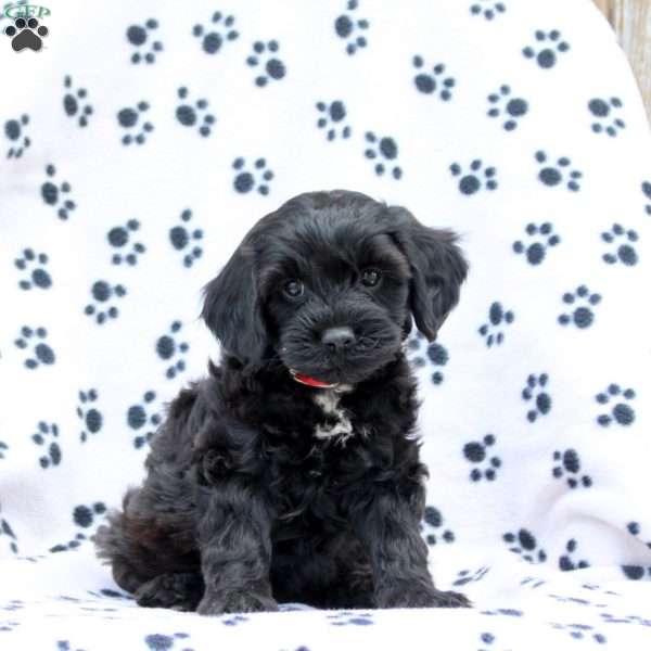 Duncan, Cavapoo Puppy