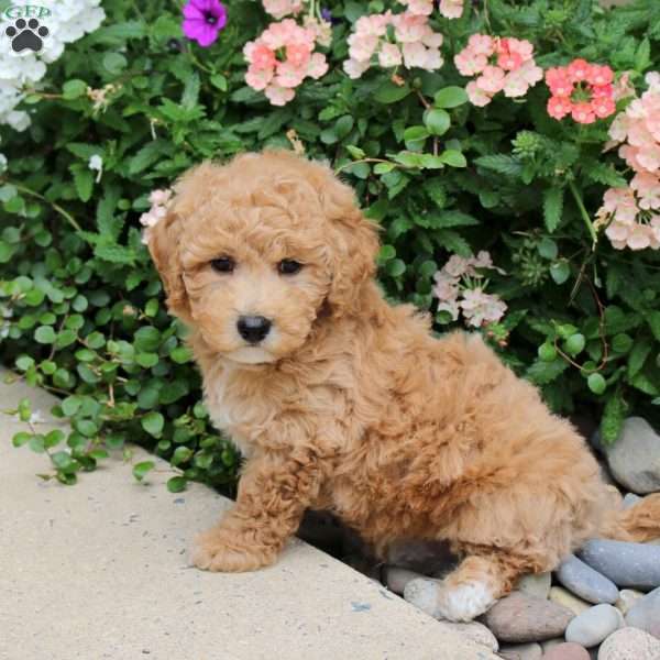 Duncan, Bich-Poo Puppy