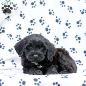Duncan, Cavapoo Puppy