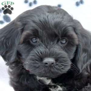 Duncan, Cavapoo Puppy