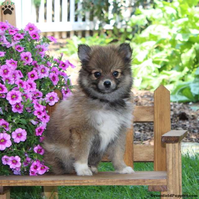 Dunkin (Pomeranian, Male) in Bird in Hand, PA