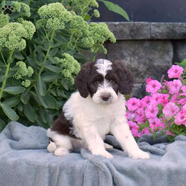 Dunkin, Mini Aussiedoodle Puppy