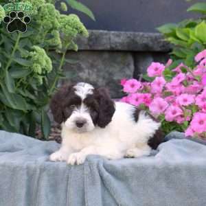 Dunkin, Mini Aussiedoodle Puppy