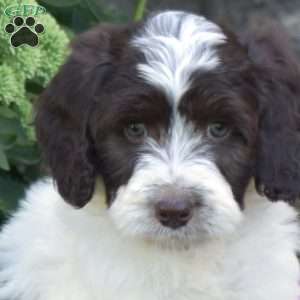 Dunkin, Mini Aussiedoodle Puppy