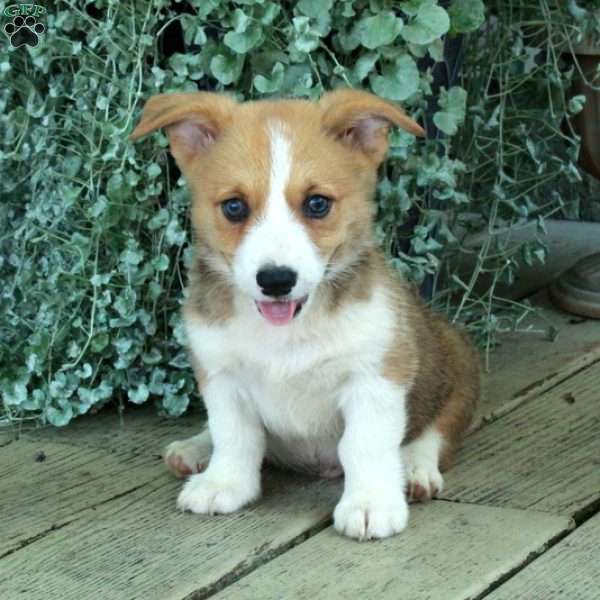 Dusty, Pembroke Welsh Corgi Puppy