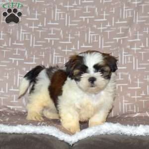 Dusty, Shih Tzu Puppy