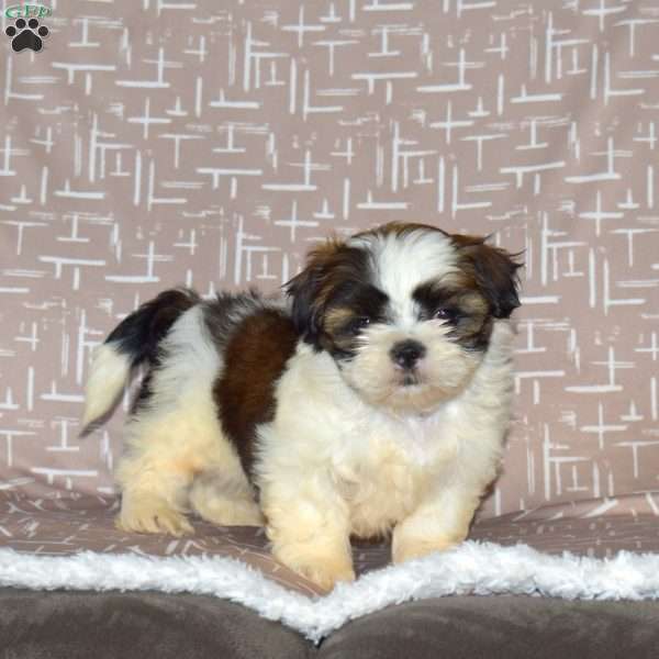 Dusty, Shih Tzu Puppy