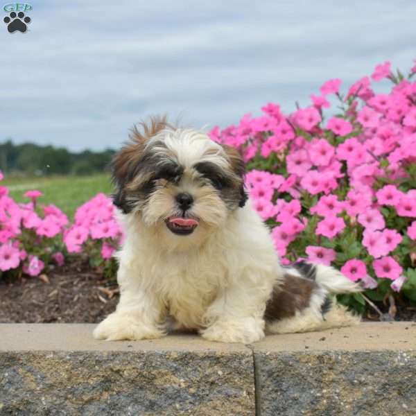 Dusty, Shih Tzu Puppy