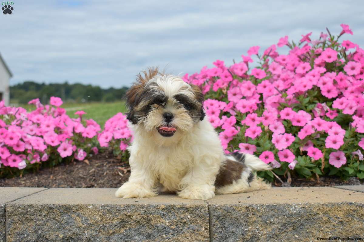 Dusty (Shih Tzu, Male) in Elizabethtown, PA