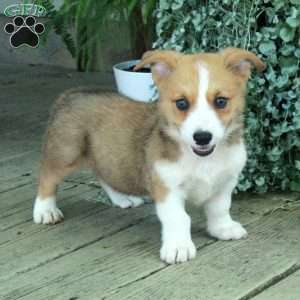 Dusty, Pembroke Welsh Corgi Puppy