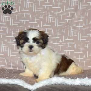 Dusty, Shih Tzu Puppy