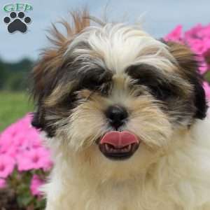Dusty, Shih Tzu Puppy