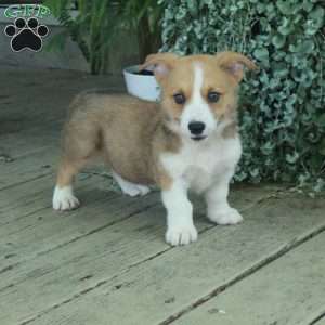 Dusty, Pembroke Welsh Corgi Puppy