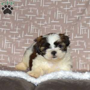 Dusty, Shih Tzu Puppy