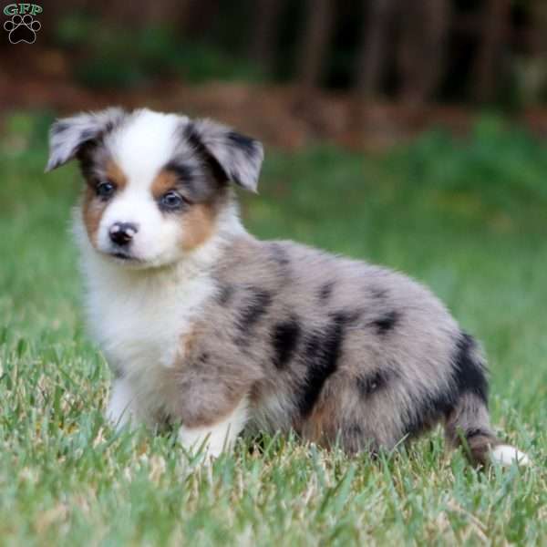 Dusty, Miniature Australian Shepherd Puppy