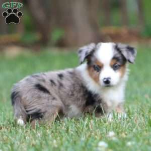 Dusty, Miniature Australian Shepherd Puppy