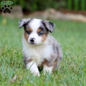 Dusty, Miniature Australian Shepherd Puppy