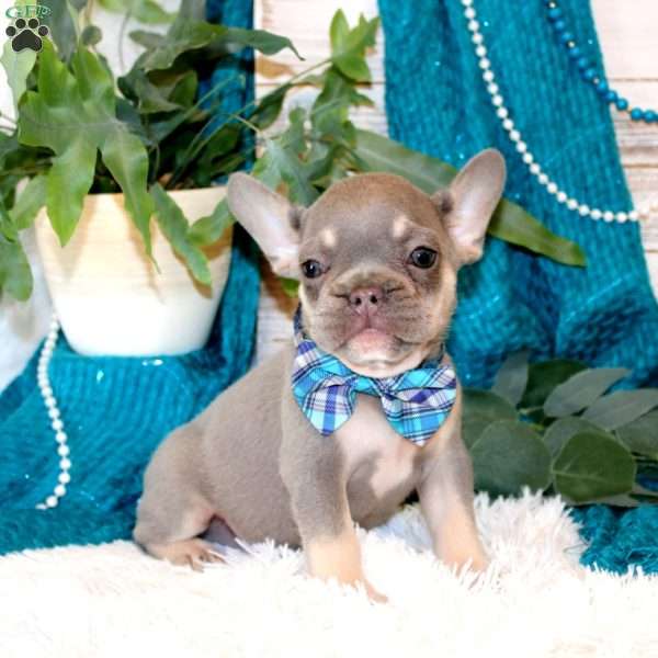 Dynamite, French Bulldog Puppy
