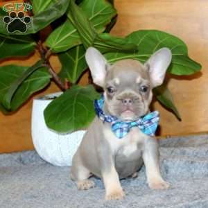 Dynamite, French Bulldog Puppy