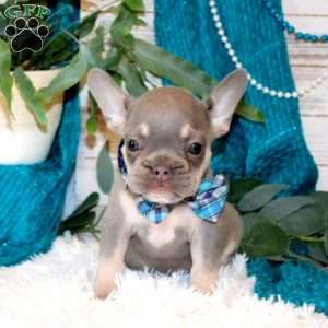 Dynamite, French Bulldog Puppy