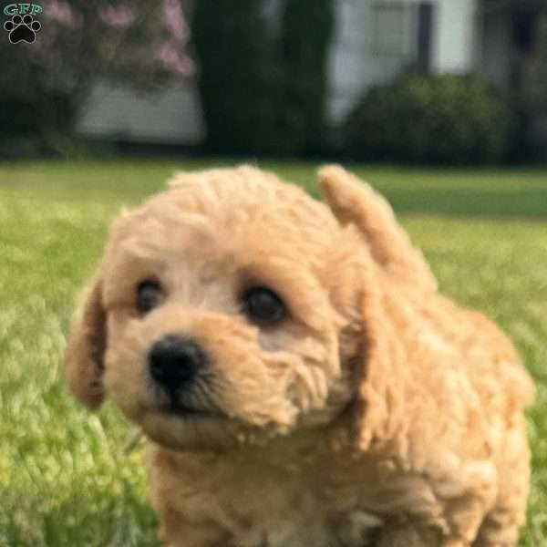 Emmi, Mini Labradoodle Puppy