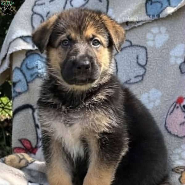EMMA, German Shepherd Puppy
