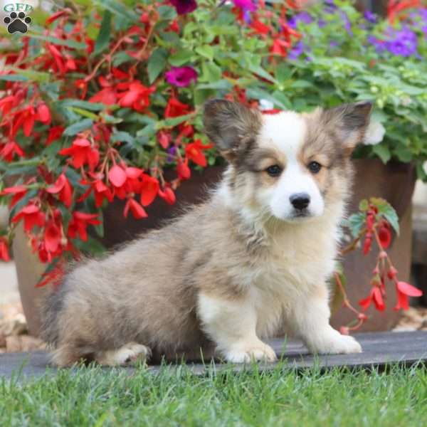 Eagle – Longhaired, Pembroke Welsh Corgi Puppy