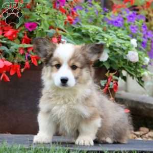 Eagle – Longhaired, Pembroke Welsh Corgi Puppy