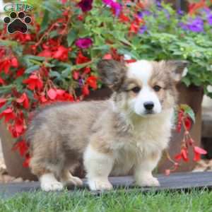 Eagle – Longhaired, Pembroke Welsh Corgi Puppy