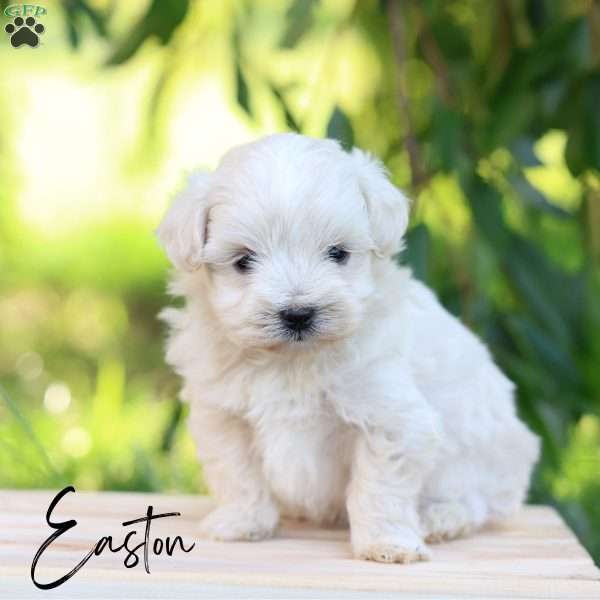 Easton, Maltipoo Puppy