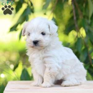 Easton, Maltipoo Puppy