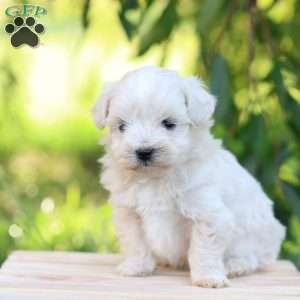 Easton, Maltipoo Puppy