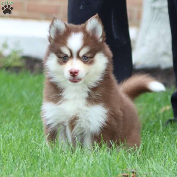 Ebony, Pomsky Puppy
