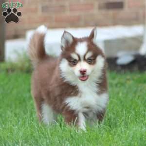 Ebony, Pomsky Puppy