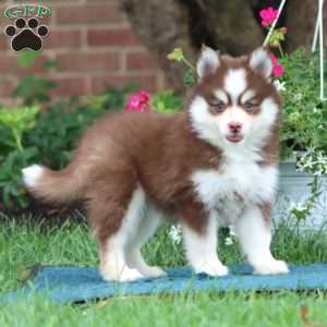Ebony, Pomsky Puppy
